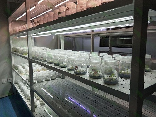 凤城植物组织培养实验室设计建设方案